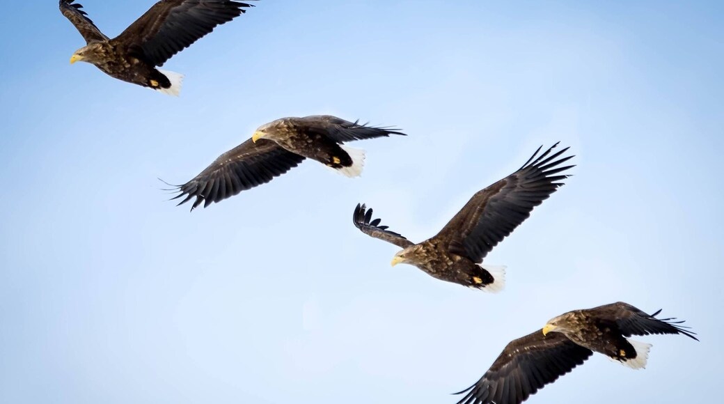 The Eagle's Dance #kushiro #eagle #flight #dance #wildlife #japan