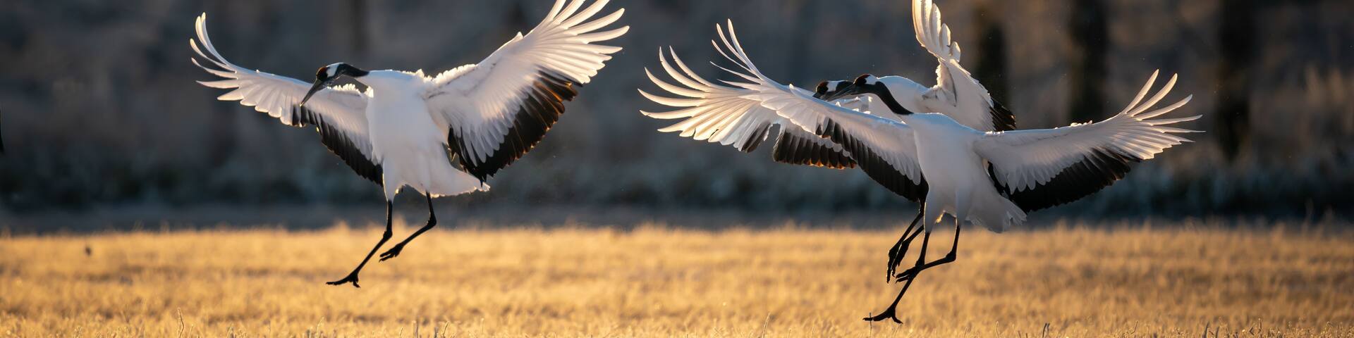 Selective focus shot of three red-crowned cranes flapping their wings in Kushiro national park