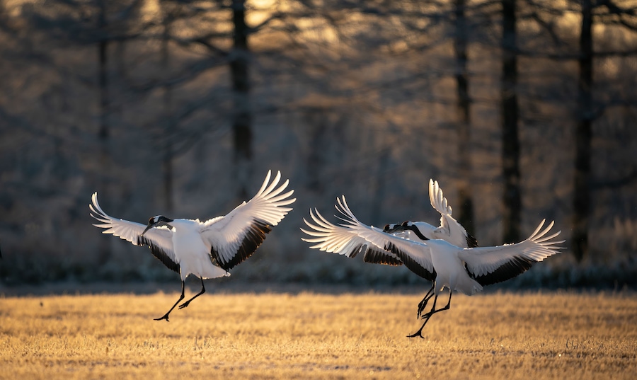 Selective focus shot of three red-crowned cranes flapping their wings in Kushiro national park
