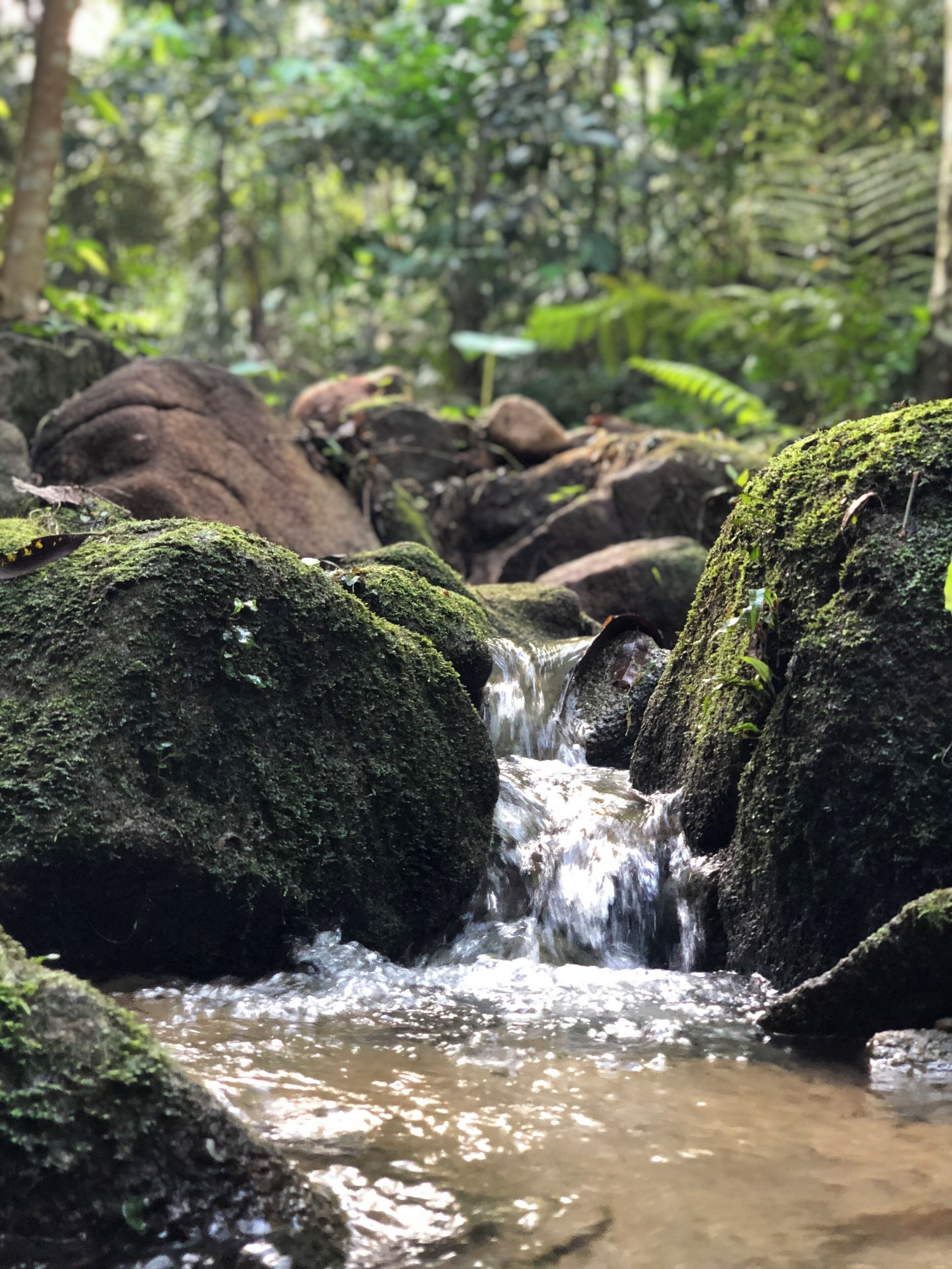 A quick escapade and relaxing walk/ jog in this little forest in the city. Opens till late 10pm