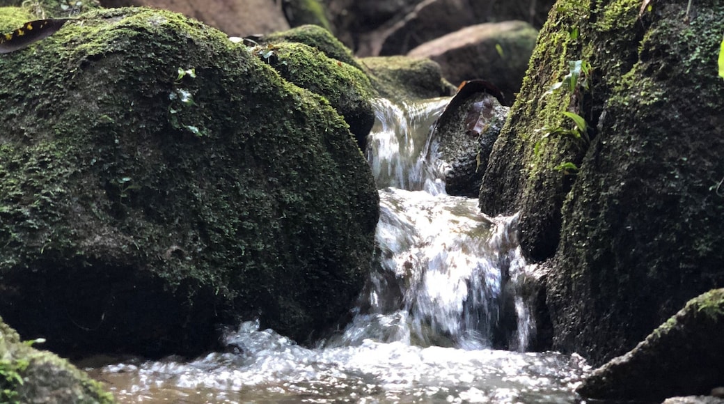 A quick escapade and relaxing walk/ jog in this little forest in the city. Opens till late 10pm