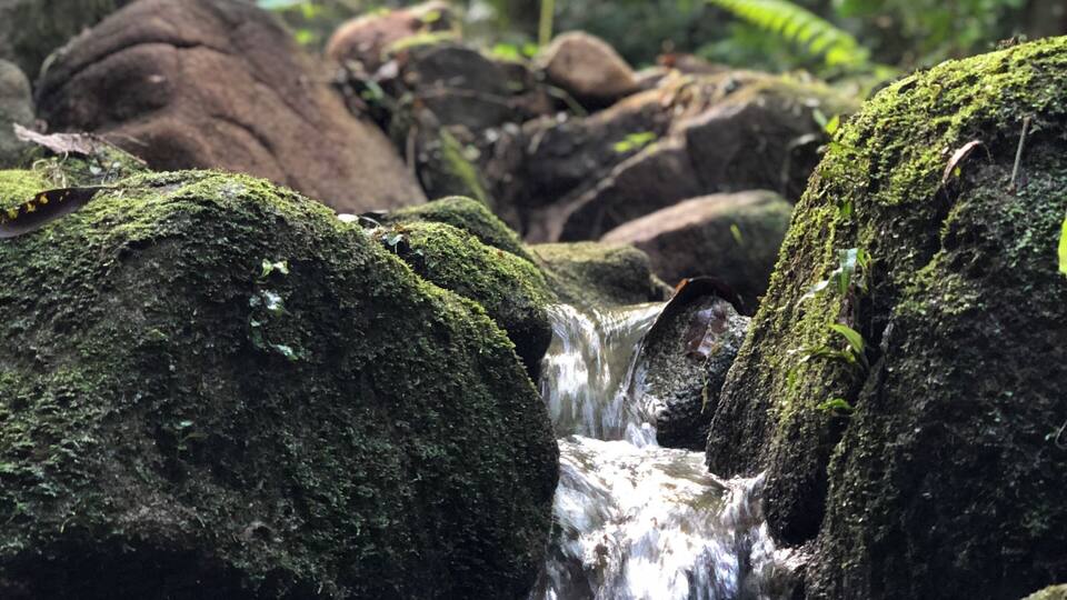 Ein kleiner Wasserfall fließt über moosbewachsene Steine in einem bewaldeten Gebiet.