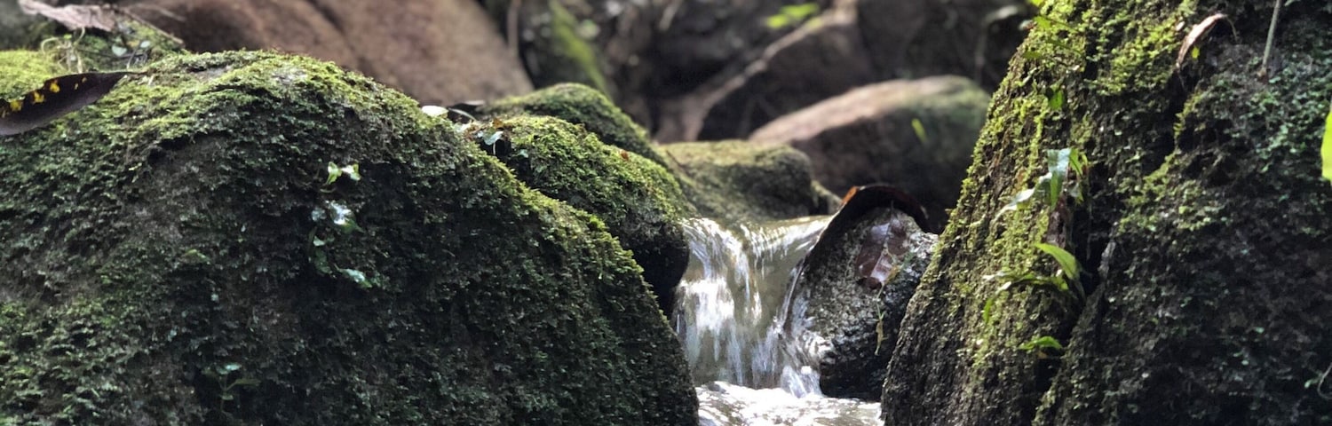 A quick escapade and relaxing walk/ jog in this little forest in the city. Opens till late 10pm