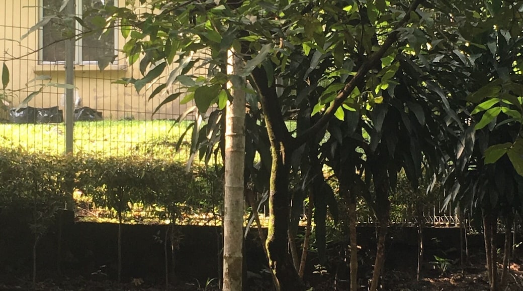 A wild chicken in the tree at Deer Park