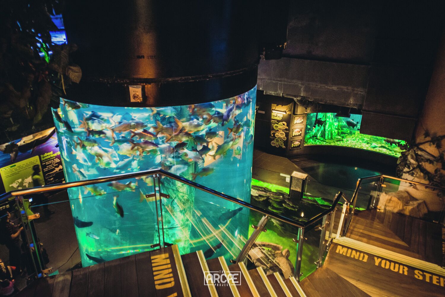 Kuala Lumpur's Aquaria has some pretty cool displays, such as this one showcasing regional river fish. 