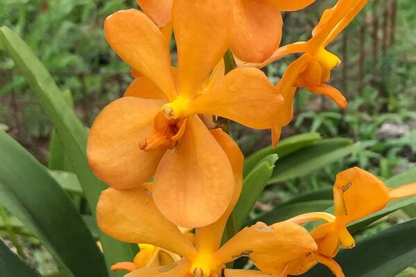 Kuala Lumpur Orchid Park.
A place to relax after the hustle & bustle of Kuala Lumpur.
#green