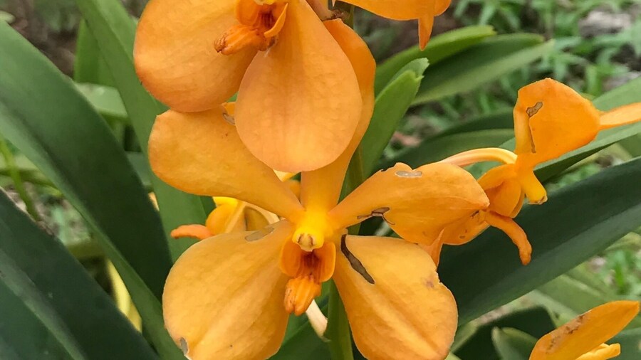 Kuala Lumpur Orchid Park.
A place to relax after the hustle & bustle of Kuala Lumpur.
#green