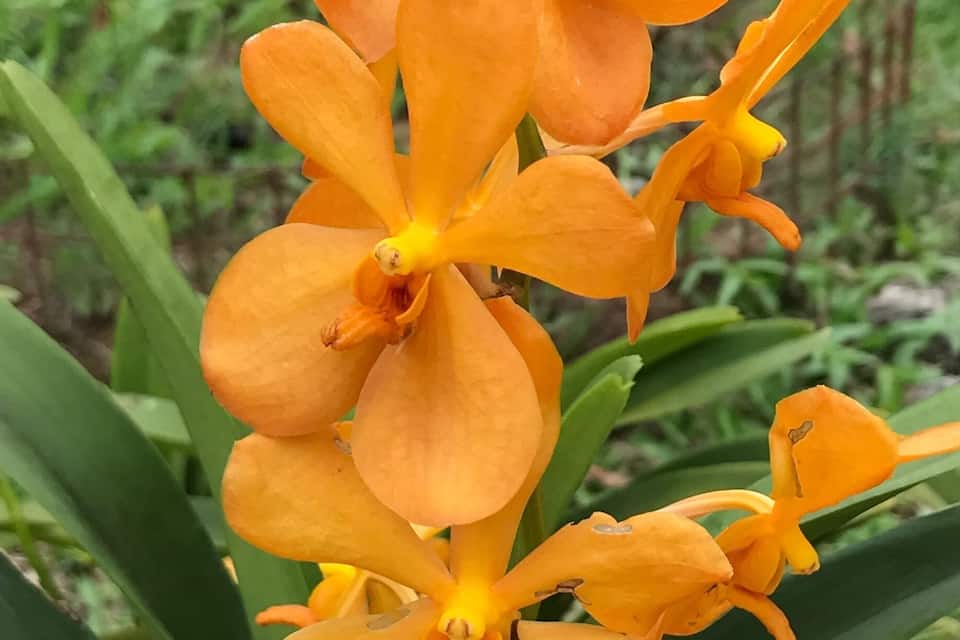 Un grup d'orquídies taronges amb centres grocs destacats, envoltades de verdura.
