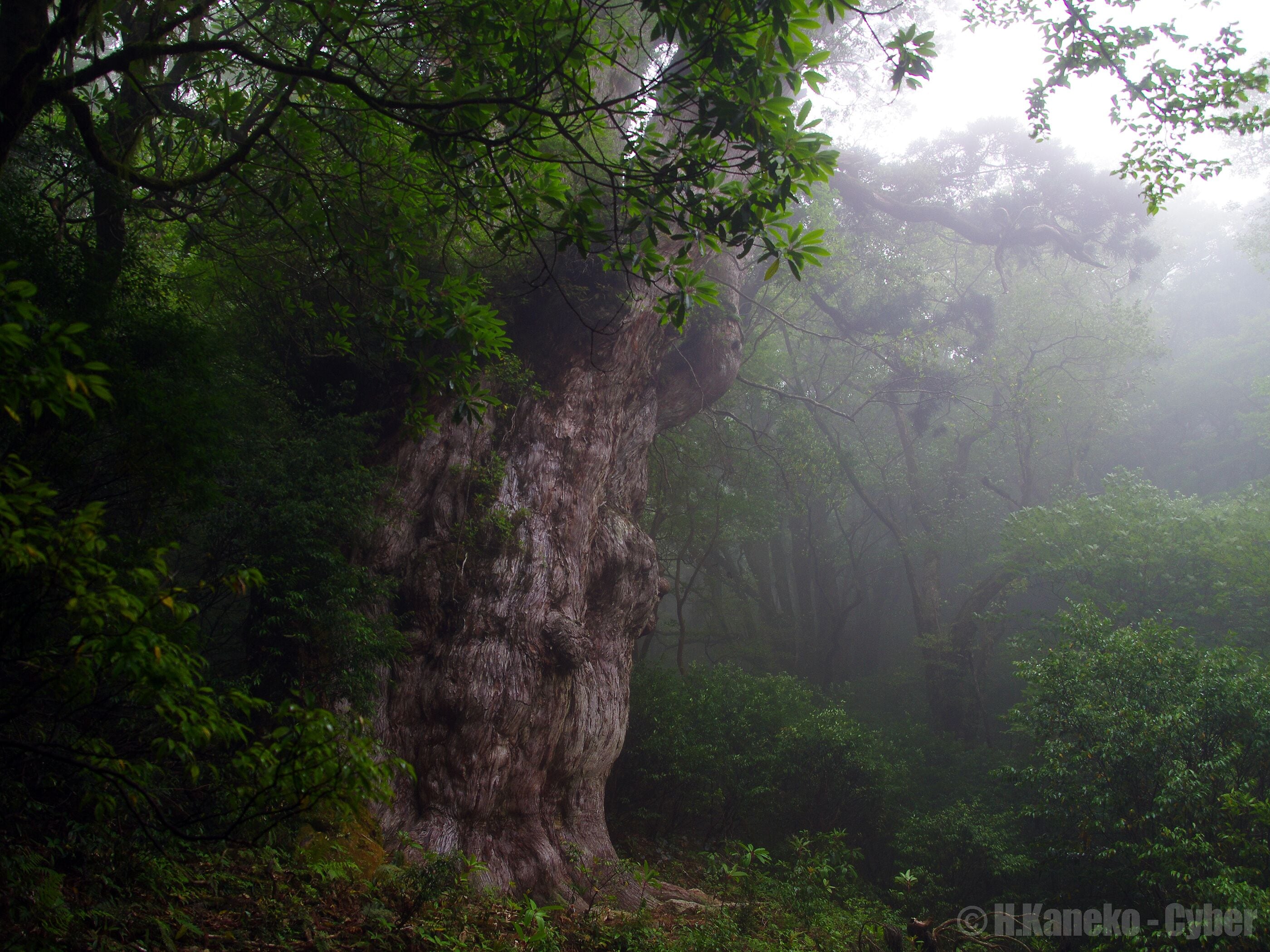 A large tree in a dense forest with mist.