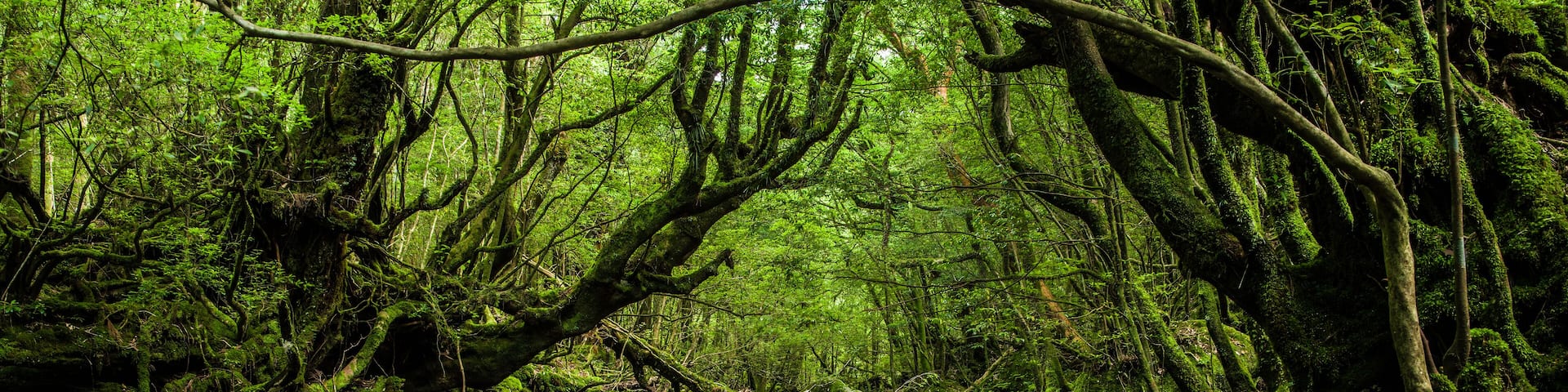Enchanted Forests of Yakushima, Japan.; Shutterstock ID 447511465