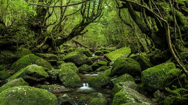 Enchanted Forests of Yakushima, Japan.; Shutterstock ID 447511465