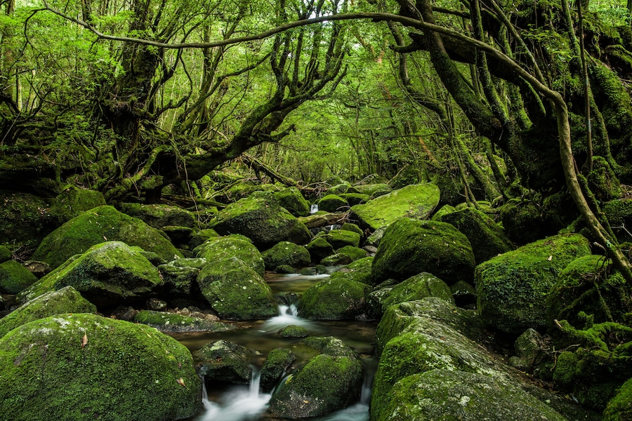 Enchanted Forests of Yakushima, Japan.; Shutterstock ID 447511465