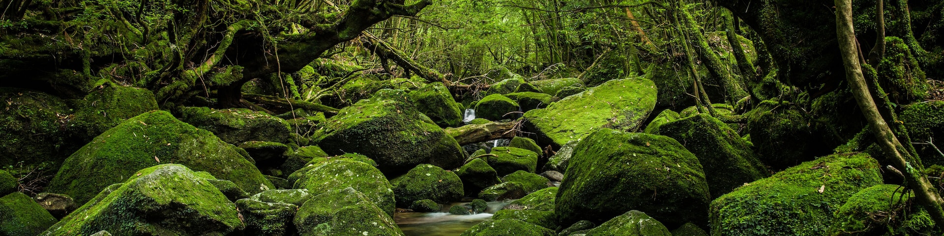 Enchanted Forests of Yakushima, Japan.; Shutterstock ID 447511465