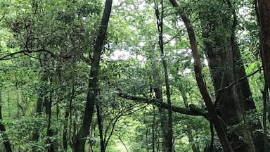 Un bosque denso con árboles altos y troncos cubiertos de musgo.