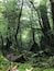 Yakushima National Park