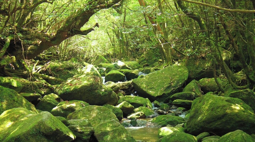 If you love moss, this is the place for you when in Yakushima. Shiratani Unsuikyo is famous for Miyazaki's Princess Mononoke, but it's also a great hiking spot for both beginners and long-time hikers. This was on our hike up to Taiko-iwa.
Much of this island is part of the Yakushina National Park and also a World Natural Heritage site.
*You'll see wild monkeys and deer along the way (non violent and mostly completely oblivious of you).
More here: http://kaorisquarefeet.blogspot.jp/2014/06/the-shiratani-unsuikyo-hike-in-yakushima.html
National Park Info: http://goo.gl/Pexbz8
#Yakushima #NationalPark #Green