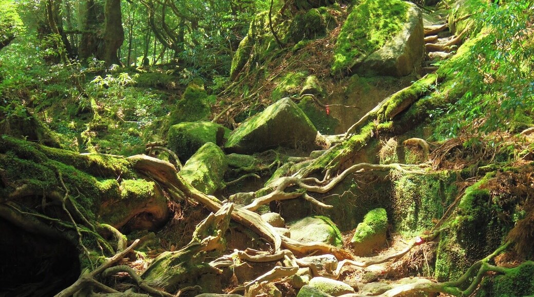Shiratani Unsuikyo Ravine (白谷雲水峡) is a lush forest, full of moss covered rocks and trees. Some places have a clear path, others a pink ribbon is your only guide. But it is an easy hiking course and a great place for beginners to explore Yakushima National Park. In 1993, part of the park was registered as a World Nature Heritage Site for its unique ecosystem.
*You can take a bus from Miyanoura to the entrance of Shiratani Unsuikyo.
#Yakushima #NationalPark
Blog Post Here: http://goo.gl/PFQN1o
More Park Info Here: http://goo.gl/Pexbz8