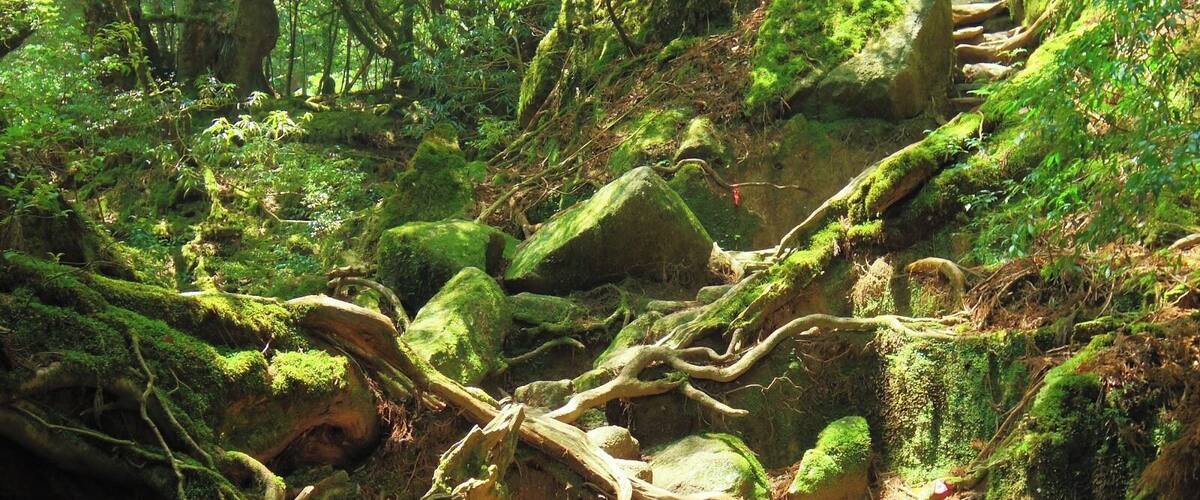 Shiratani Unsuikyo Ravine (白谷雲水峡) is a lush forest, full of moss covered rocks and trees. Some places have a clear path, others a pink ribbon is your only guide. But it is an easy hiking course and a great place for beginners to explore Yakushima National Park. In 1993, part of the park was registered as a World Nature Heritage Site for its unique ecosystem.
*You can take a bus from Miyanoura to the entrance of Shiratani Unsuikyo.
#Yakushima #NationalPark
Blog Post Here: http://goo.gl/PFQN1o
More Park Info Here: http://goo.gl/Pexbz8