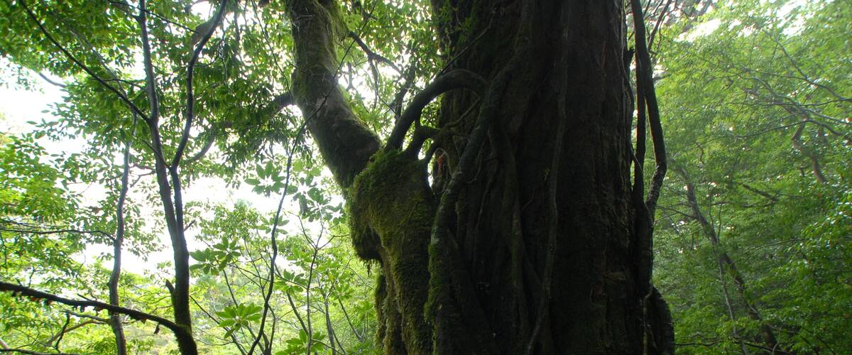 屋久島