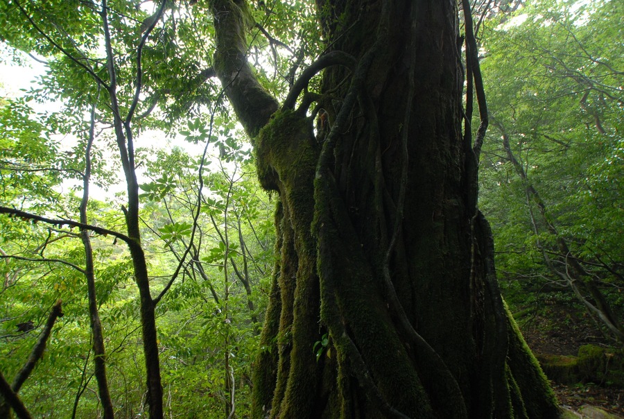 屋久島
