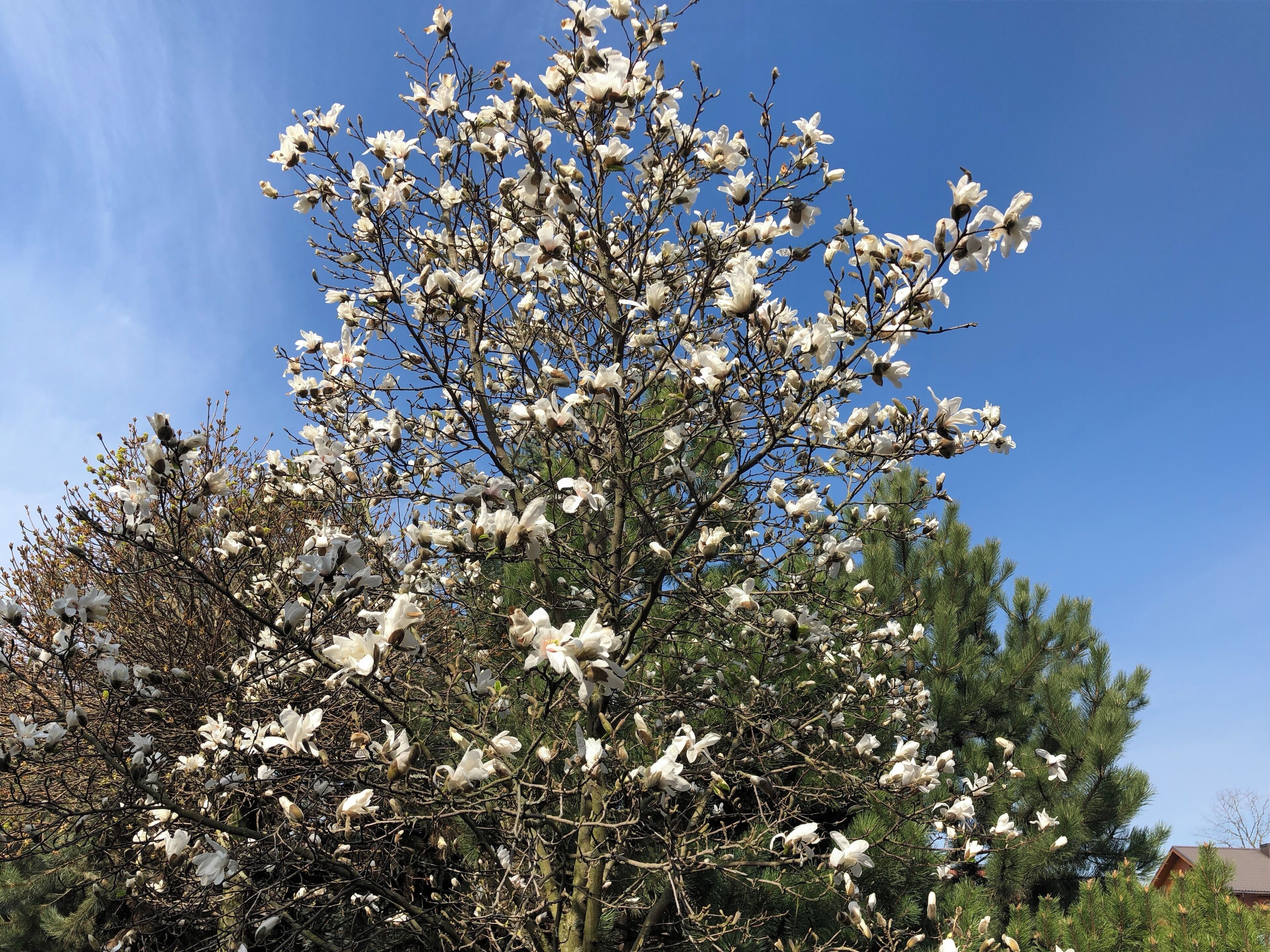 Magnolia is blooming for Easter