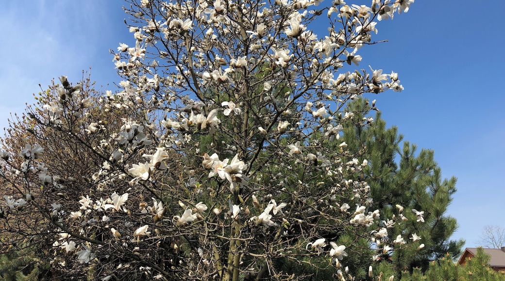 Magnolia is blooming for Easter