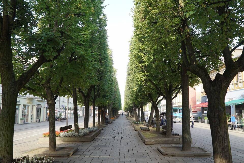 A tree-lined pedestrian walkway with benches and planters.