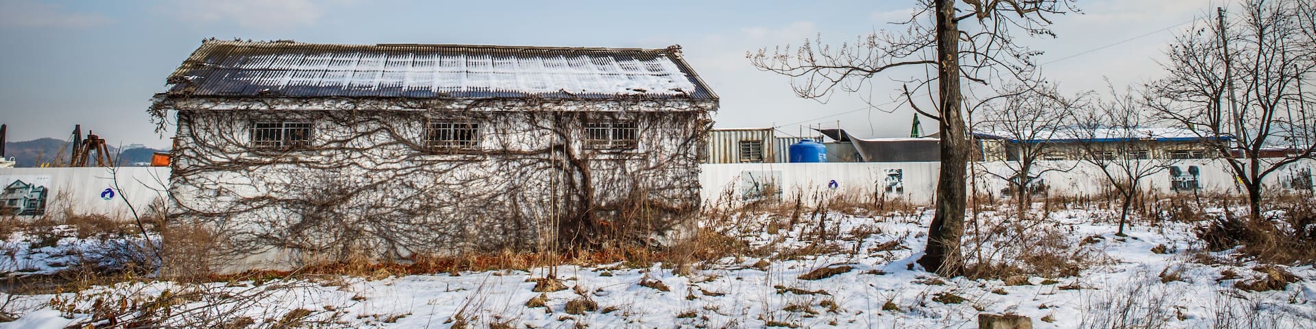Ivy-covered abandoned warehouse with big tree on a snow-covered ground, Gunsan, Korea, 2013.