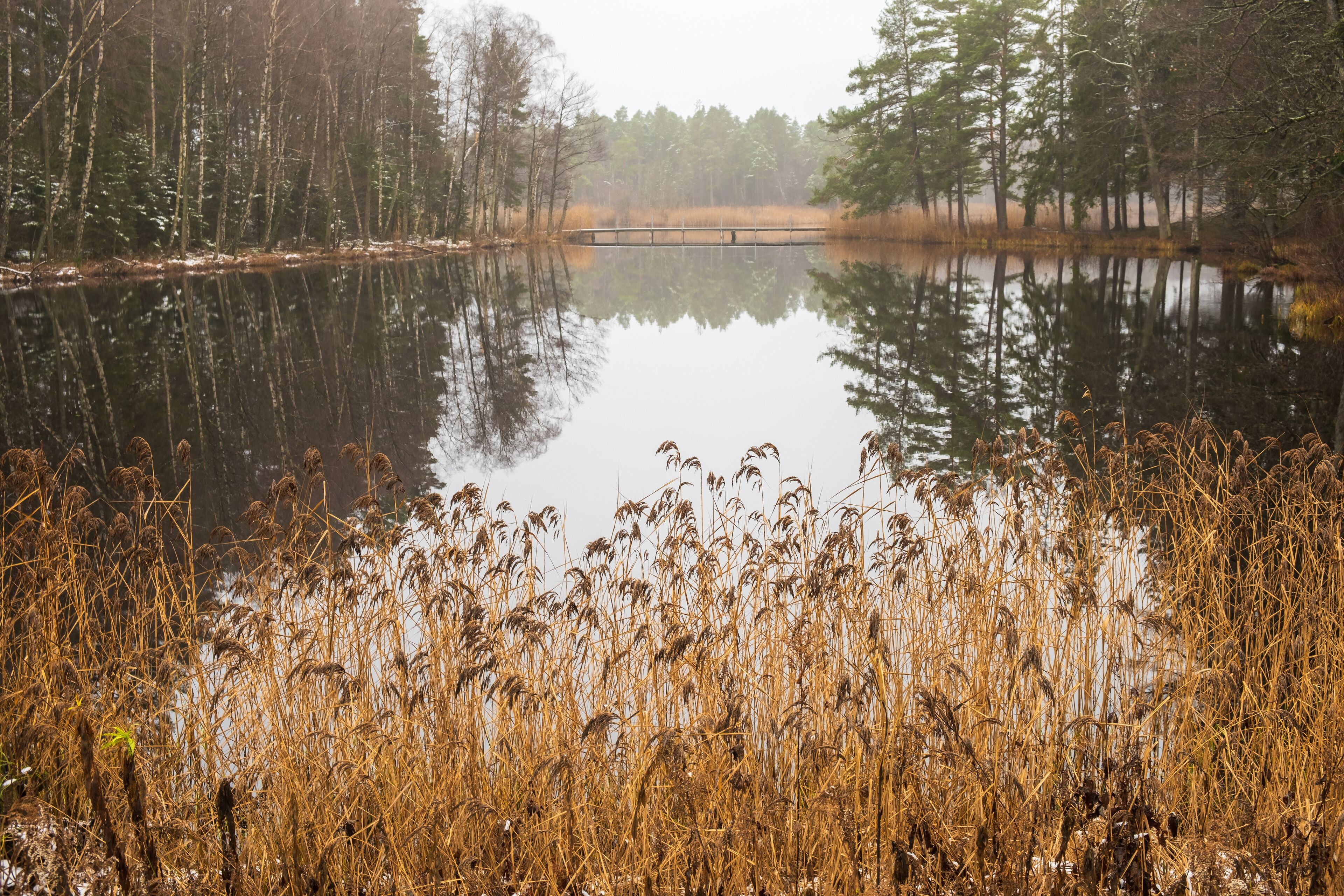 Lake with reeds at a woodland in winter