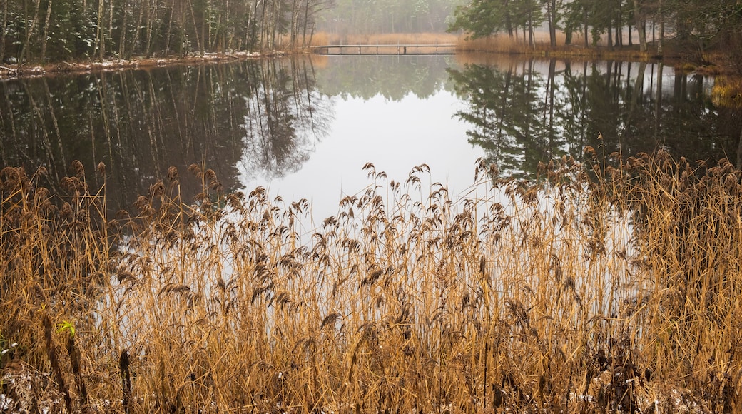 Lake with reeds at a woodland in winter