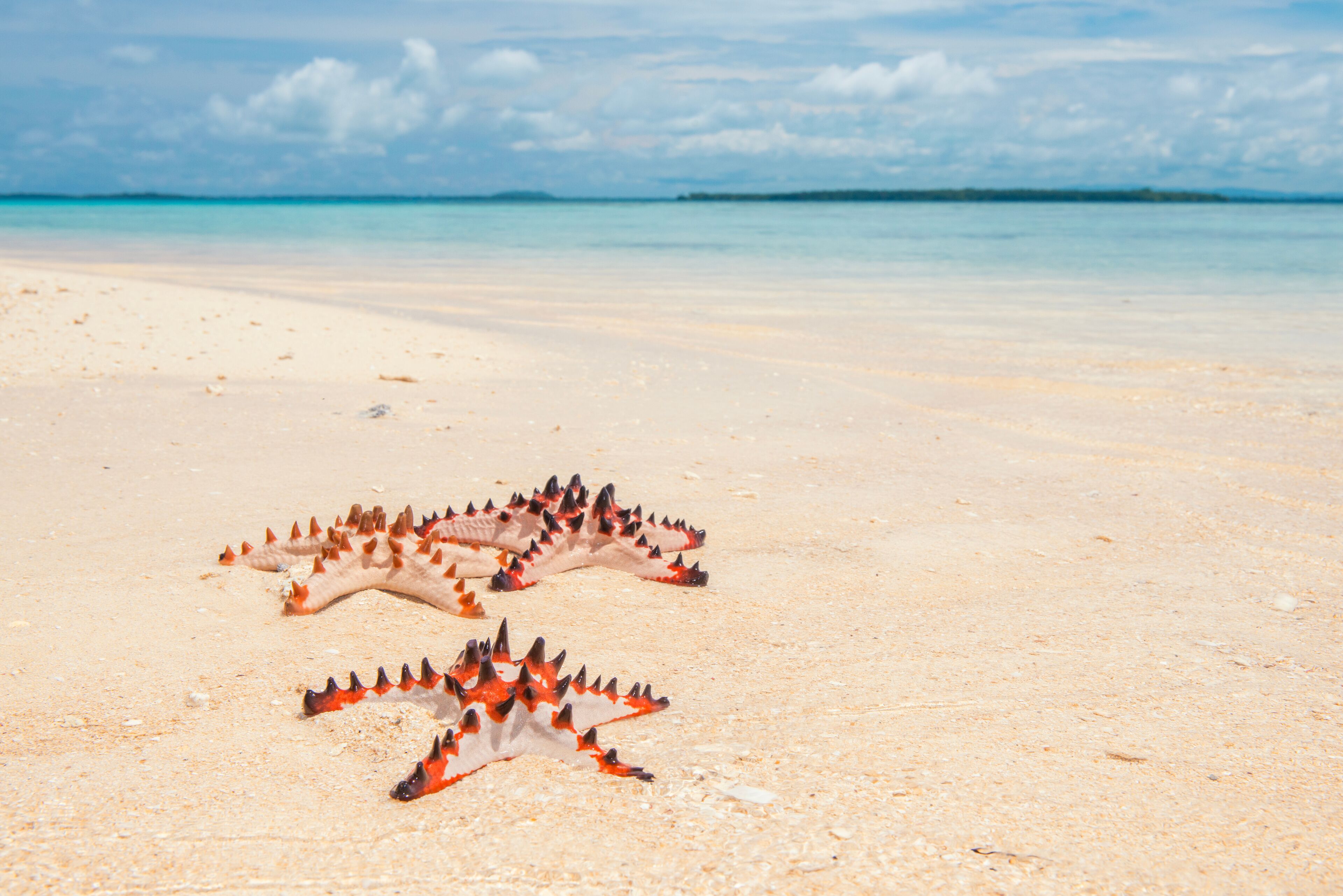 Sea stars on Lissenung beach on Lissenung island in Papua New Guinea