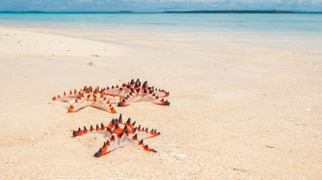 Sea stars on Lissenung beach on Lissenung island in Papua New Guinea