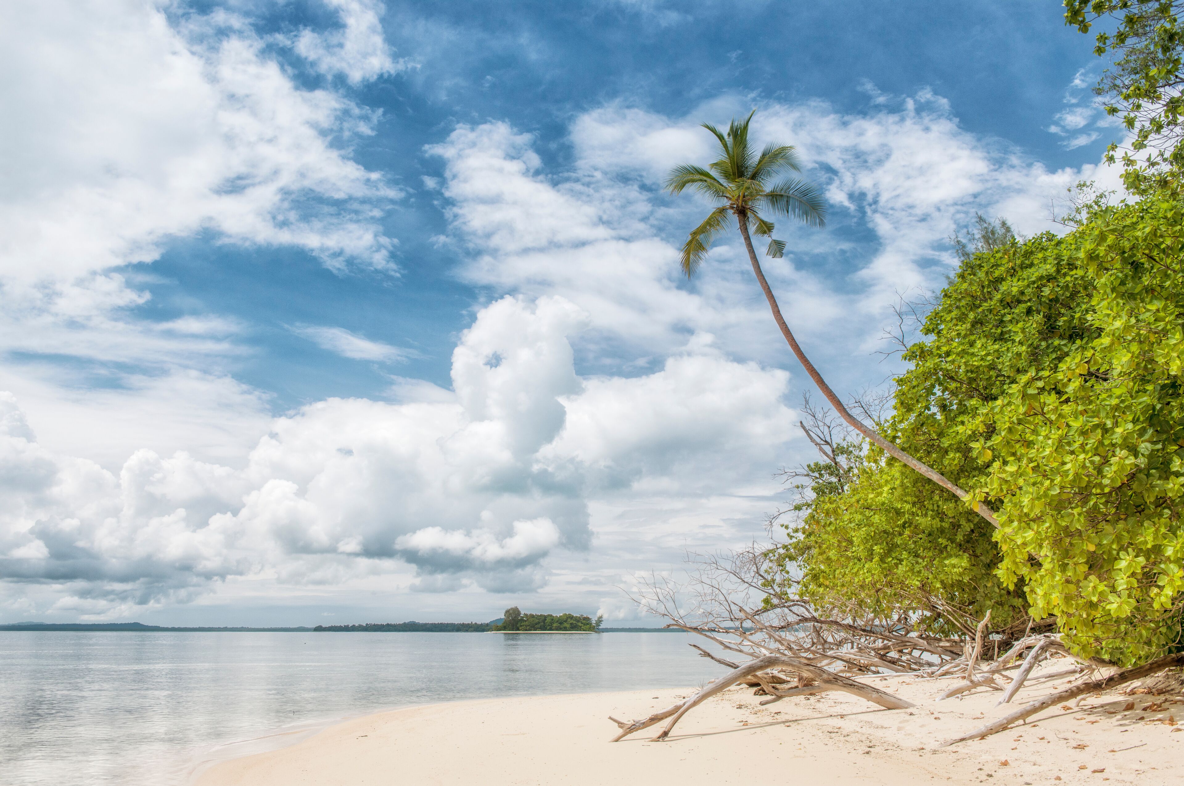 A beach with a palm tree, sandy shore, calm water, and a distant island.