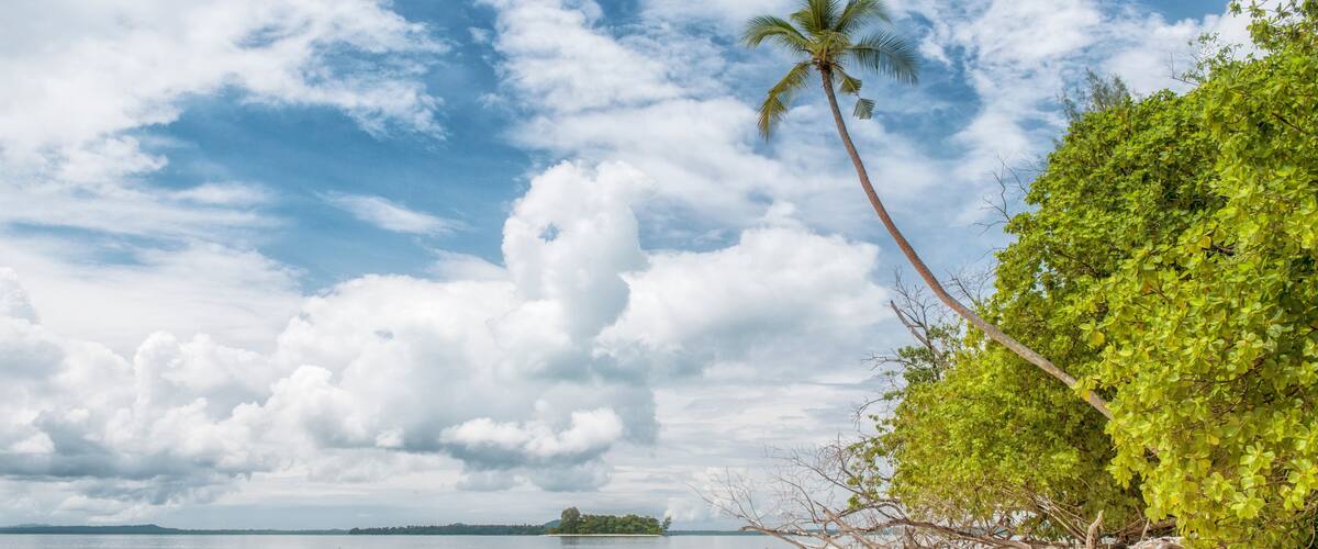 A beach with a palm tree, sandy shore, calm water, and a distant island.