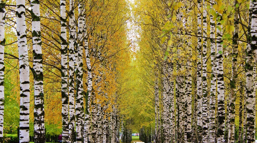 One of the beautiful parks in my new city! Kirov, Russia is a simple small city but it does have it's nice parks :). Especially in autumn. And also has a few nice churches, as well! This is one of my best photos from Kirov.