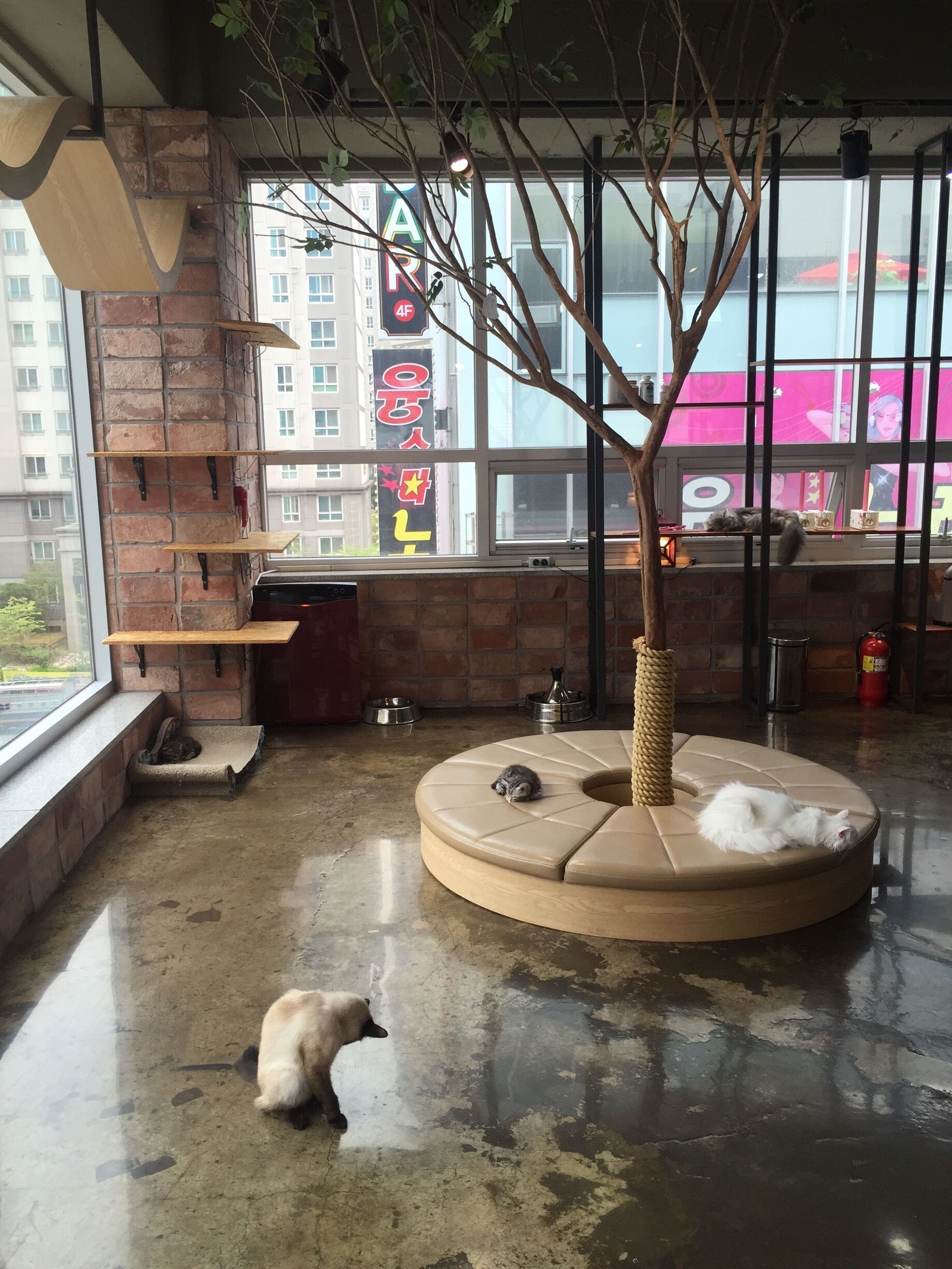 A cozy indoor space with a cat tree, a scratching post, and a cat lounging on a cushioned bench.