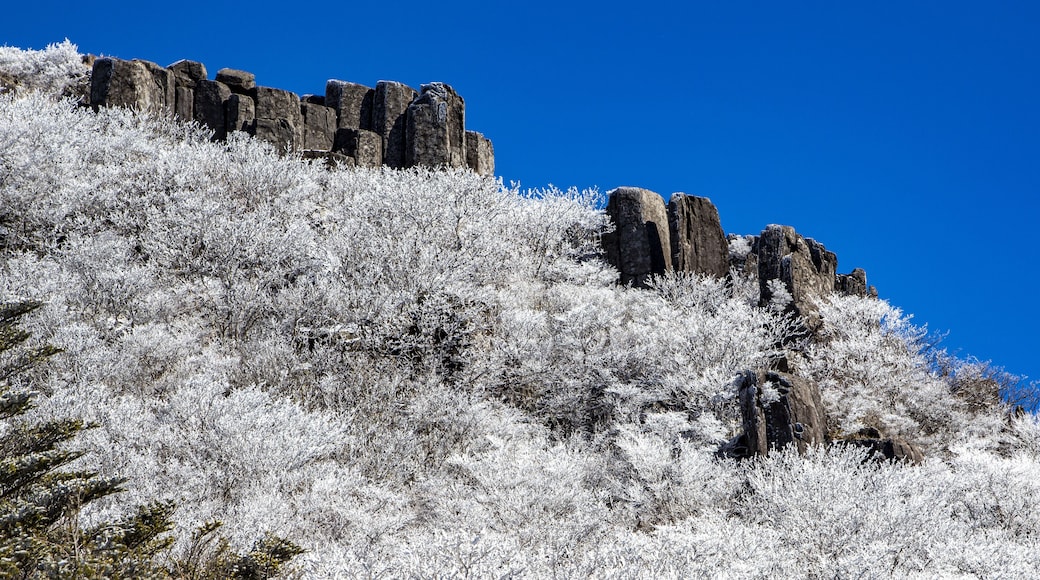 winter, snow covered snow, hoarfrost on the tree, snow flower, tree, rock, Seoseokdae Rock, columnar joint, Mudeungsan National Park, Dong-gu, Gwangju, South Korea