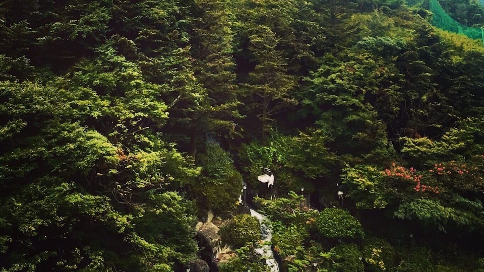 Taking a hike up this mountain takes an hour, but it's truly beautiful! #green #greenphotosweepstakes