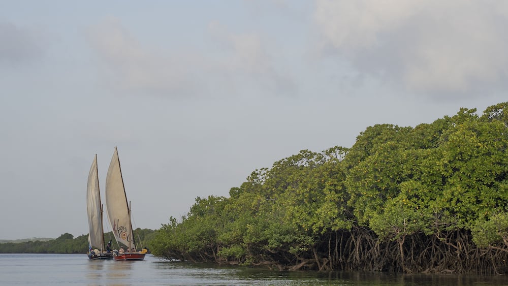 View of two dhow boats with billowing sails glide along the tranquil river, framed by a lush green mangrove forest under a soft, overcast sky, Lamu, Kenya.