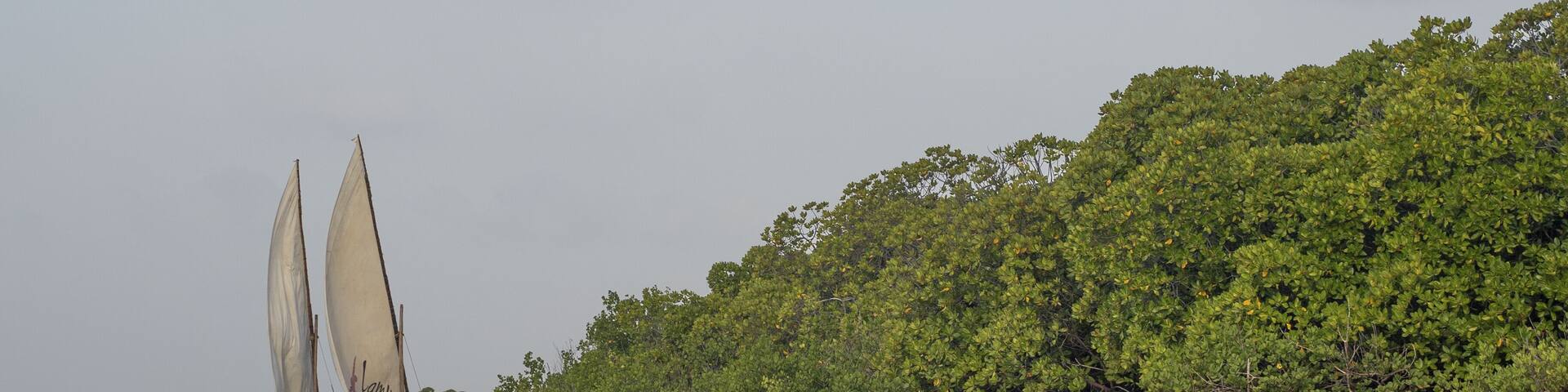 View of two dhow boats with billowing sails glide along the tranquil river, framed by a lush green mangrove forest under a soft, overcast sky, Lamu, Kenya.