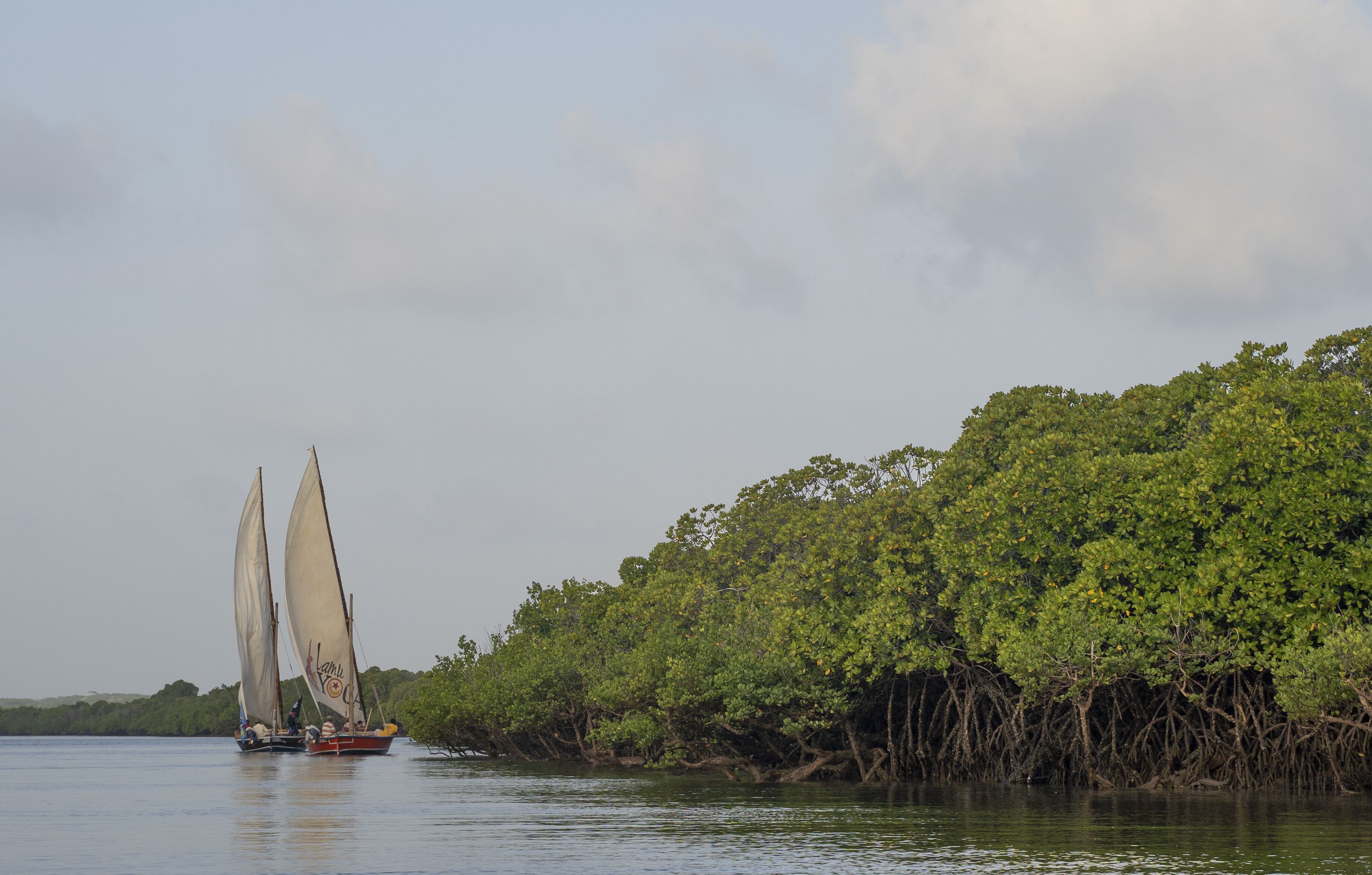 A sailboat with two sails on a calm body of water, surrounded by dense mangrove trees.