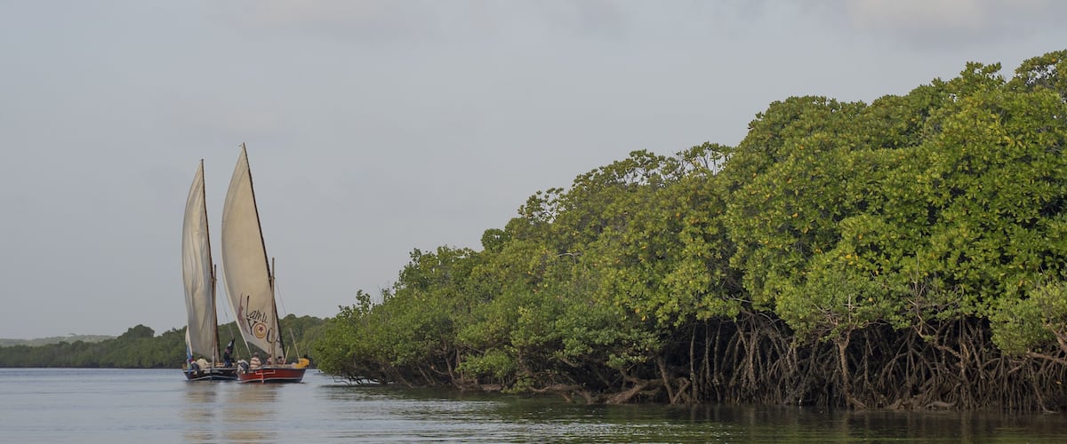 A sailboat with two sails on a calm body of water, surrounded by dense mangrove trees.