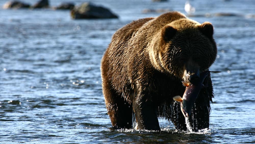 Un ours tenant un poisson dans une rivière.
