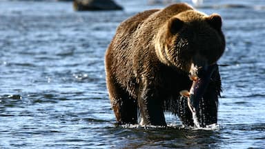 A bear holding a fish in a river.
