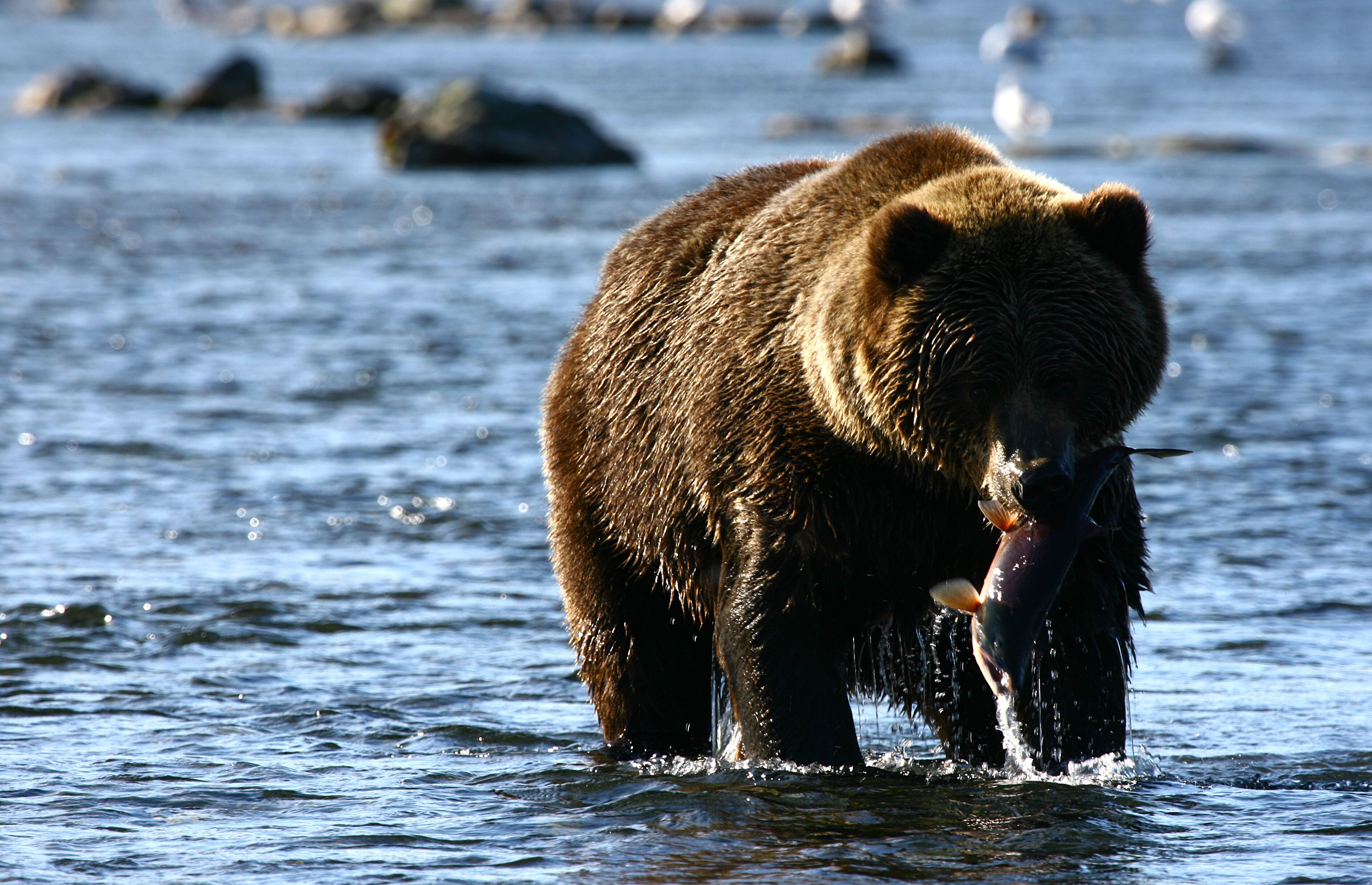 A bear holding a fish in a river.