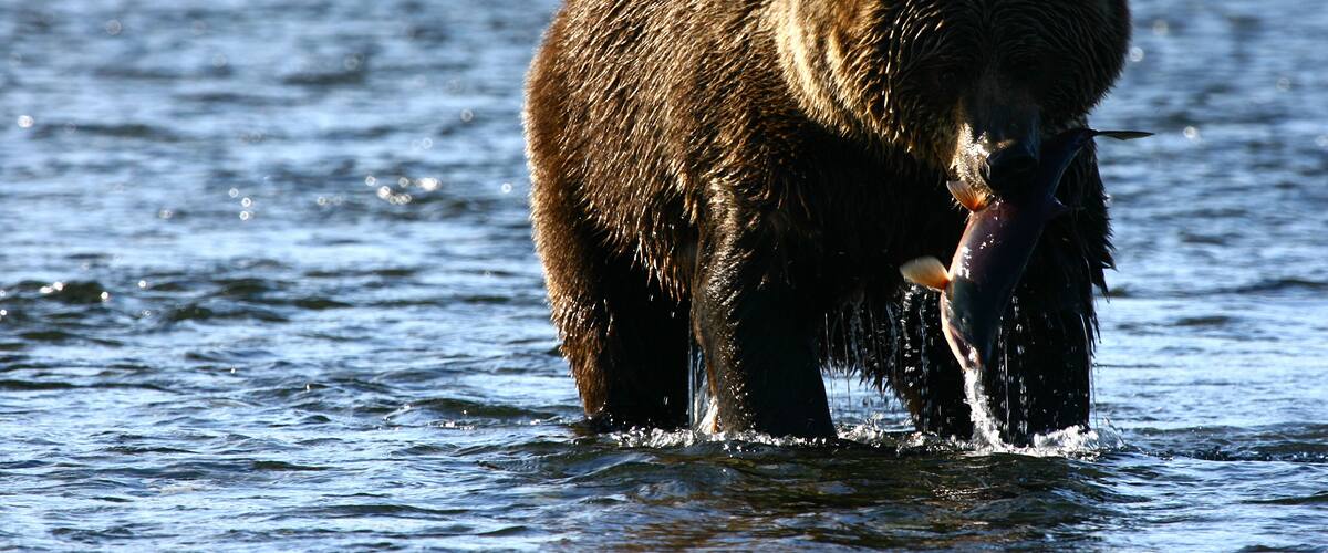A bear holding a fish in a river.