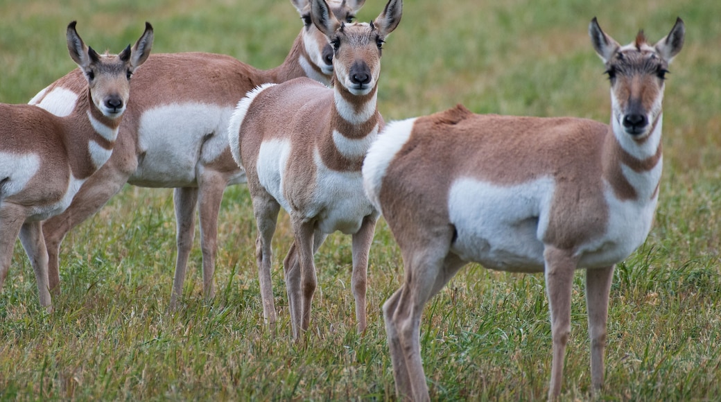 Herd of Pronghorns outside of Grand Teton National Park in Wyoming, USA