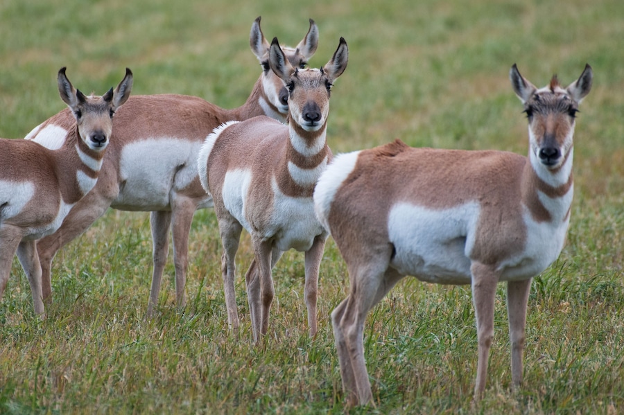 Herd of Pronghorns outside of Grand Teton National Park in Wyoming, USA