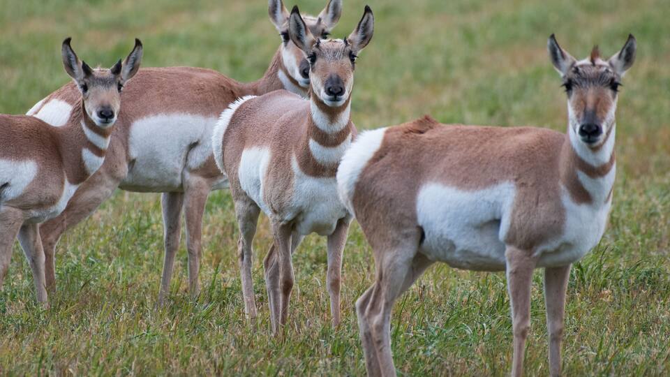 Herd of Pronghorns outside of Grand Teton National Park in Wyoming, USA