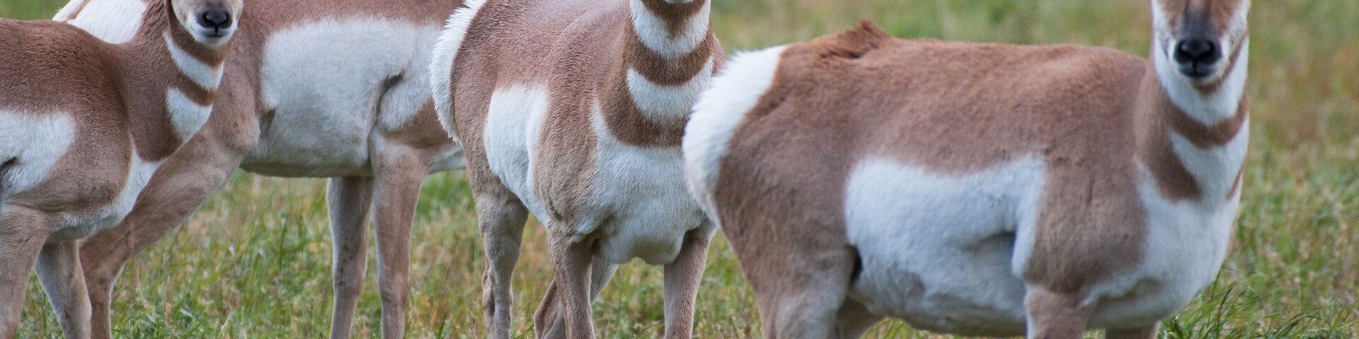 Herd of Pronghorns outside of Grand Teton National Park in Wyoming, USA